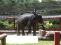 Elephant sanctuary is run by volunteers as a place for elephant breeding and treatment. Royalty Free Stock Photo