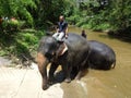 Elephant sanctuary is run by volunteers as a place for elephant breeding and treatment. Royalty Free Stock Photo