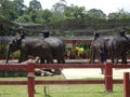 Elephant sanctuary is run by volunteers as a place for elephant breeding and treatment. Royalty Free Stock Photo