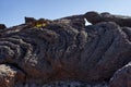 Pahoehoe lava texture at Teide Royalty Free Stock Photo