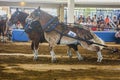 Belgian Draft Pair Of Draft Horses At A Horse Pull Competition In Tampa, Florida