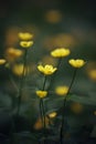 Paigle flowers on the meadow