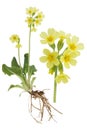 Paigle- Primula verist