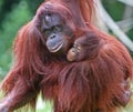 Paignton, Torbay, South Devon, England: A Mother and Daughter orangutan spend bonding time together in their outdoor enclosure