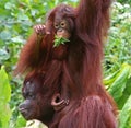 Paignton, Torbay, South Devon, England: Mother and Daughter Orangutans in an outdoor zoo enclosure