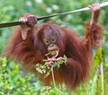 Paignton, Torbay, South Devon, England: A young female Orangutan eating