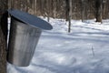 Pail for collecting maple sap Royalty Free Stock Photo
