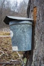 A Pail Collecting Sap To Make Maple Syrup Royalty Free Stock Photo