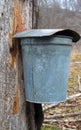 A Pail Collecting Sap To Make Maple Syrup