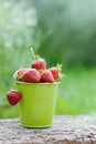 Pail full of freshly picked strawberries outdoor Royalty Free Stock Photo