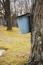 Gathering maple syrup Royalty Free Stock Photo