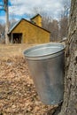Pail used to collect sap Royalty Free Stock Photo