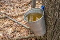 Pail used to collect sap of maple trees Royalty Free Stock Photo