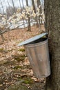 Pail used to collect sap of maple trees