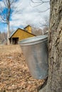 Pail used to collect sap of maple trees Royalty Free Stock Photo