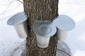 Pails on a maple tree for collecting sap Royalty Free Stock Photo