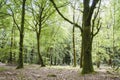 Paimpont forest, Broceliance, France Royalty Free Stock Photo
