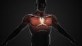 Pain and injury in the Chest Pectoralis Major and Minor Muscles Royalty Free Stock Photo