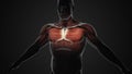 Pain and injury in the Chest Pectoralis Major and Minor Muscles