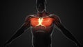 Pain and injury in the Chest Pectoralis Major and Minor Muscles Royalty Free Stock Photo