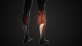 Pain and injury in the Gastrocnemius Muscles