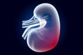 Pain in Kidney concept. Ghost light effect, x-ray hologram. 3D rendering