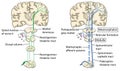 Pain pathways to the brain