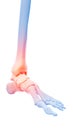 Painful ankle Royalty Free Stock Photo