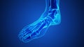 Painful gout inflammation on big toe joint