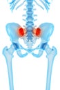 Painful sacroiliac joint Royalty Free Stock Photo