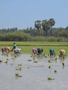 Painstaking work in Tamil Nadu Royalty Free Stock Photo