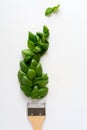 Paint brush and dab of basil leaves. Food art concept.