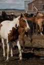 Paint horse in corral at ranch Royalty Free Stock Photo