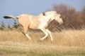 Paint horse foal running in freedom alone Royalty Free Stock Photo