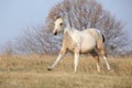 Paint horse foal running in freedom alone Royalty Free Stock Photo