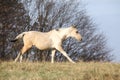 Paint horse foal running in freedom alone Royalty Free Stock Photo