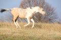 Paint horse foal running in freedom alone Royalty Free Stock Photo