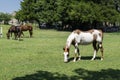 Paint horse grazing in pasture with brown horses in background Royalty Free Stock Photo