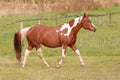 Paint Horse mare