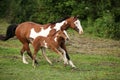 Paint horse mare with adorable foal on pasturage Royalty Free Stock Photo