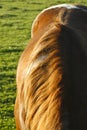 Abstract Crop of Paint Horse Mare In Field At Sunset