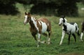 Paint Horse, Mare with Foal Royalty Free Stock Photo