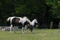 Paint horse mare and while foal Royalty Free Stock Photo