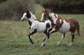 PAINT HORSE, MARE WITH FOAL GALOPING THROUGH MEADOW Royalty Free Stock Photo