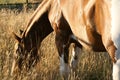 Paint Horse Mare Grazing At Sunset in Tall Golden Grass Royalty Free Stock Photo