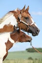 Paint horse mare with its foal Royalty Free Stock Photo