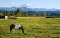 Paint Horse and Mount Rainier Royalty Free Stock Photo