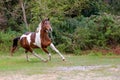 Paint Horse in Stride Royalty Free Stock Photo