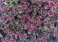 Paint nettle coleus background