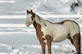 A Paint Quarter Horse in Winter Pasture Royalty Free Stock Photo